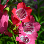 Penstemon Volcano Etna